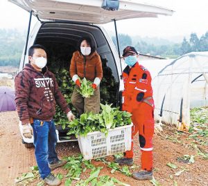釆摘蔬菜捐给防疫一线。